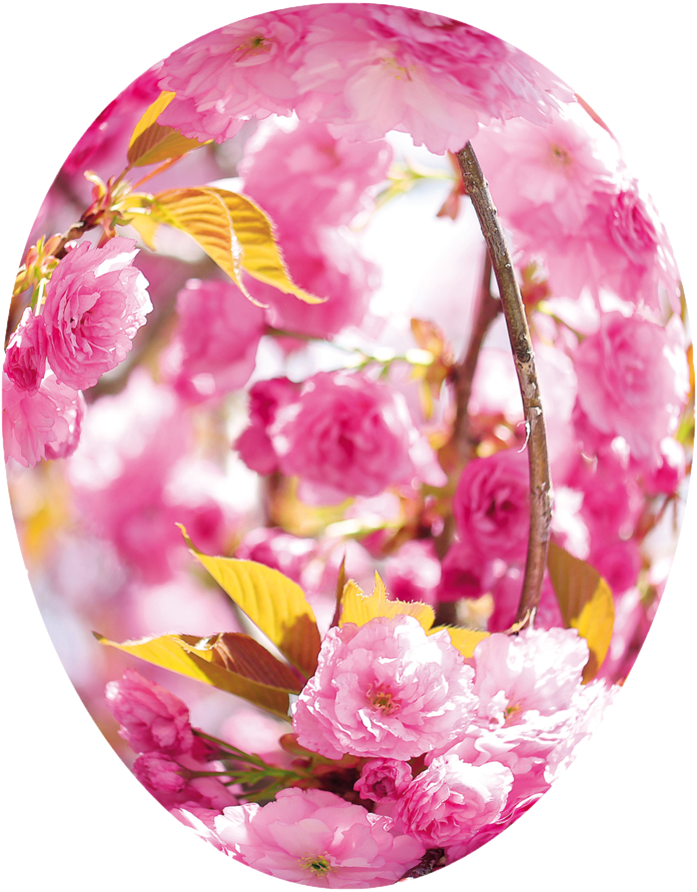 Frühlingsblumen - 3er Set