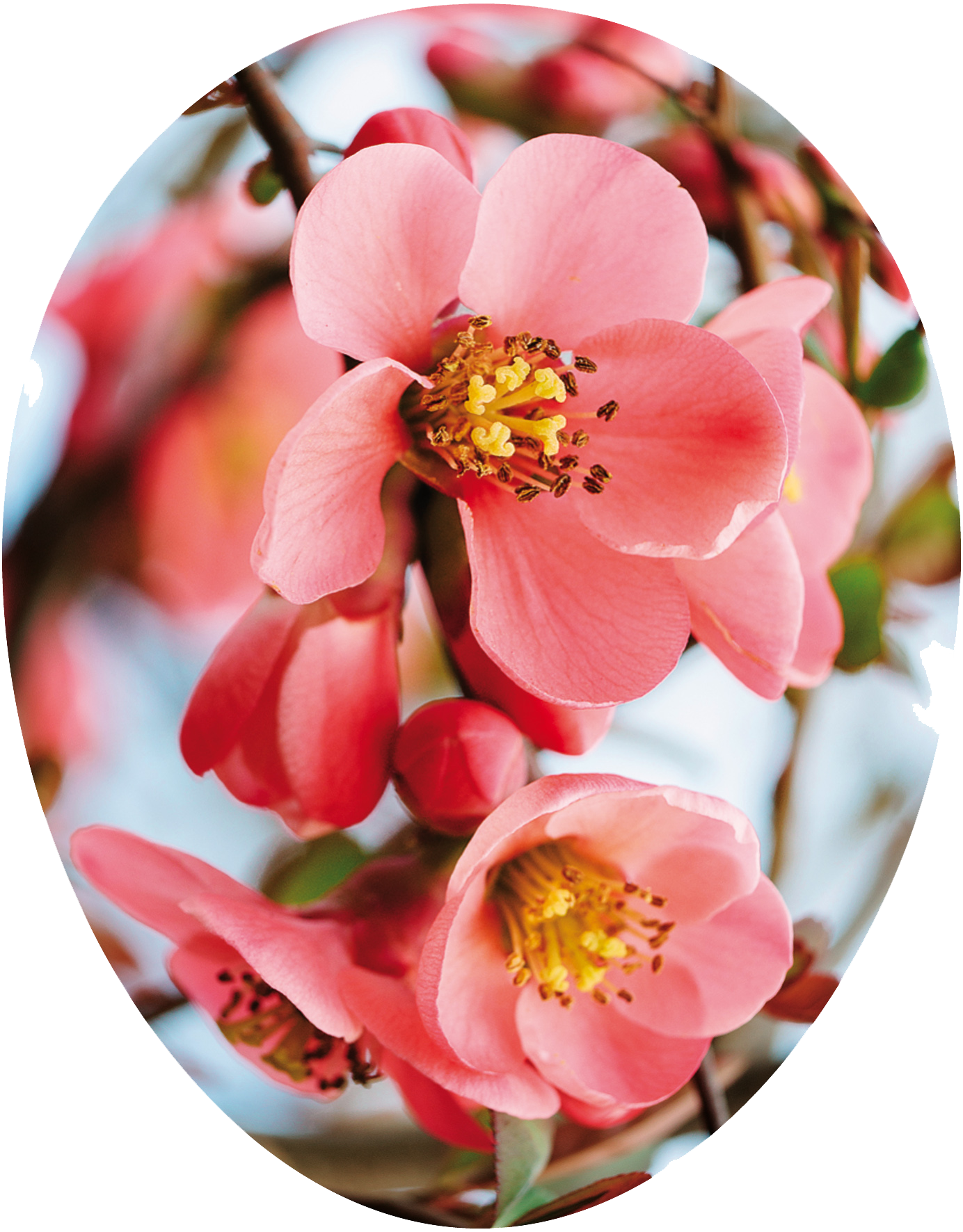 Frühlingsblumen - 3er Set