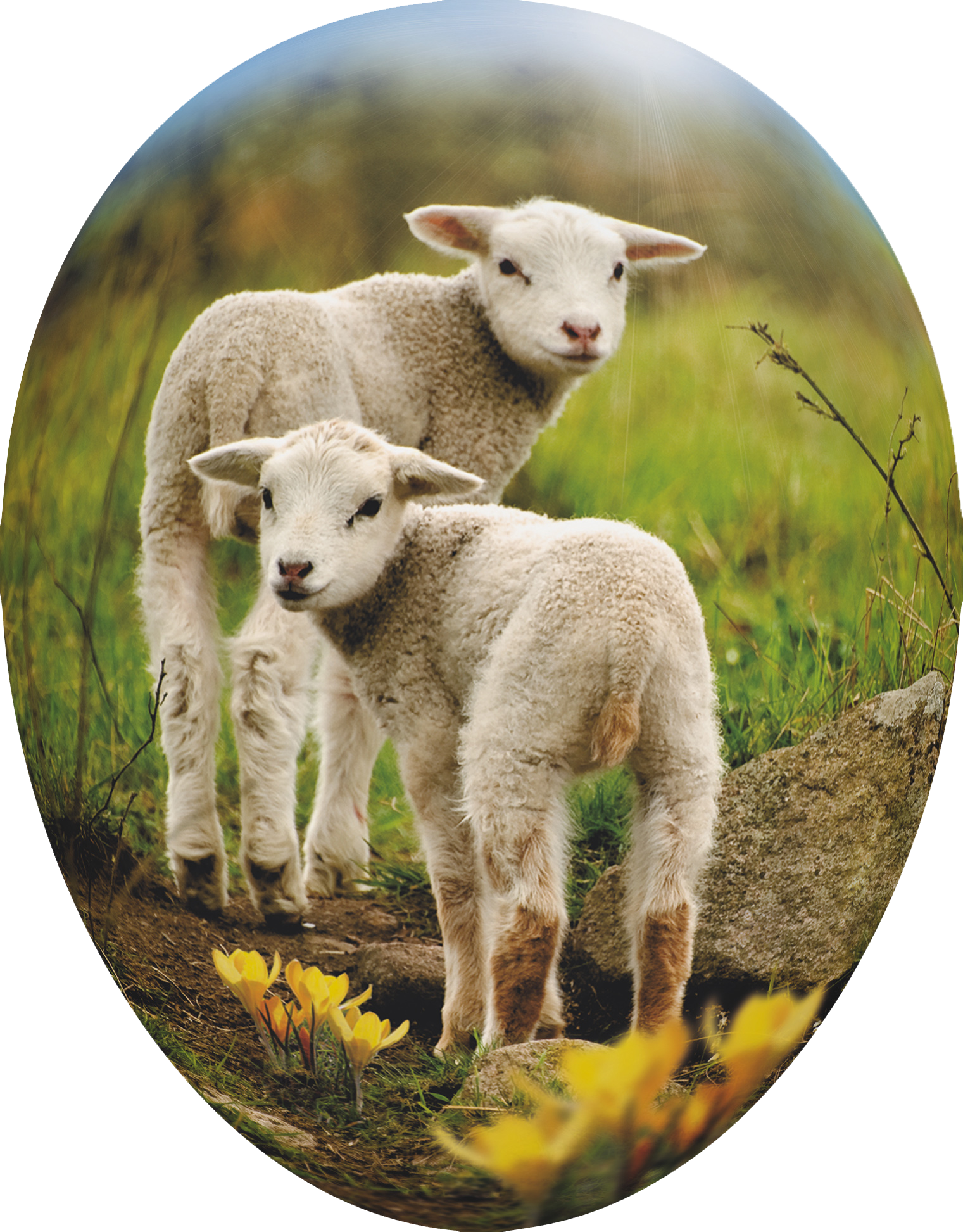 Tierkinder - 3er Set