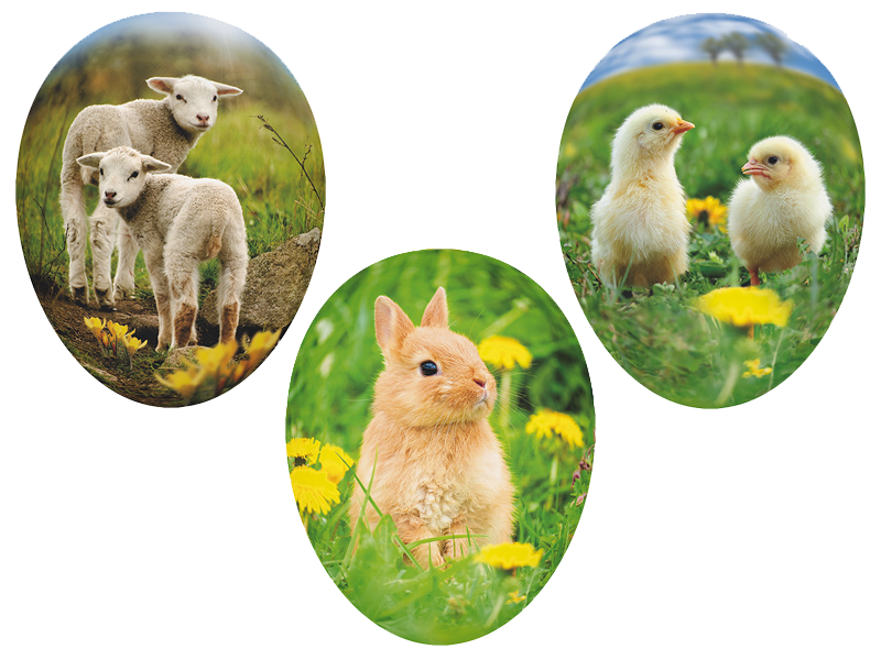 Tierkinder - 3er Set