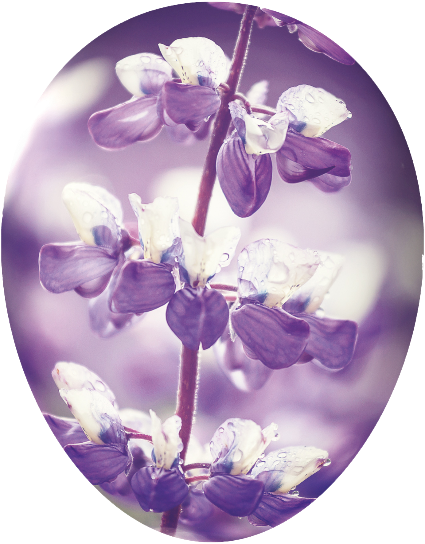 Frühlingsblumen - 3er Set